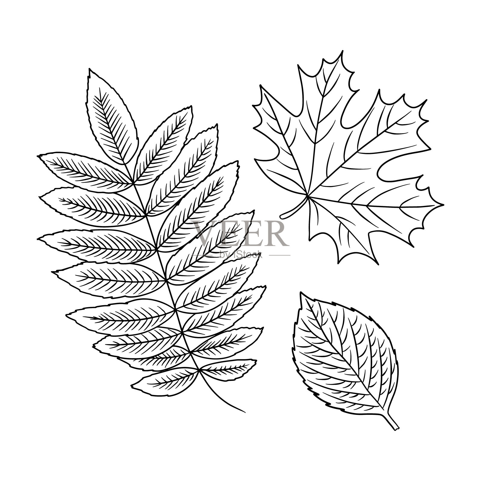 勾勒秋叶涂鸦集。枫，花楸，白杨树叶。等高线秋季森林矢量剪贴画收集。手绘设计元素孤立，着色页面插画图片素材