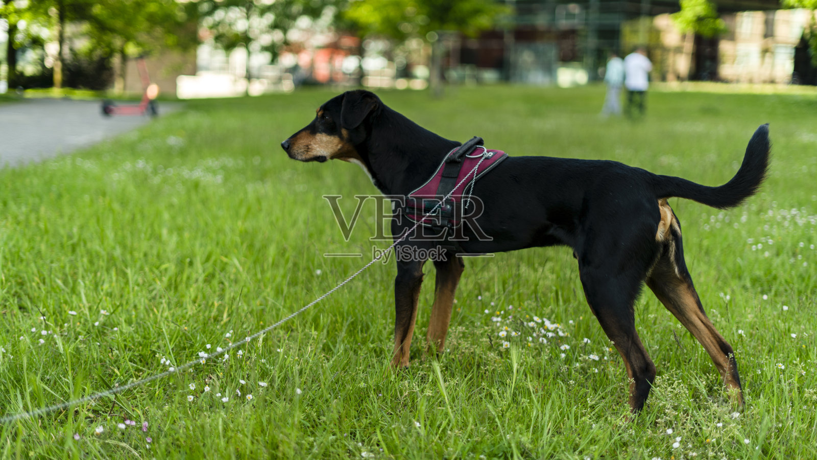 快乐的黑狗站在草地上照片摄影图片