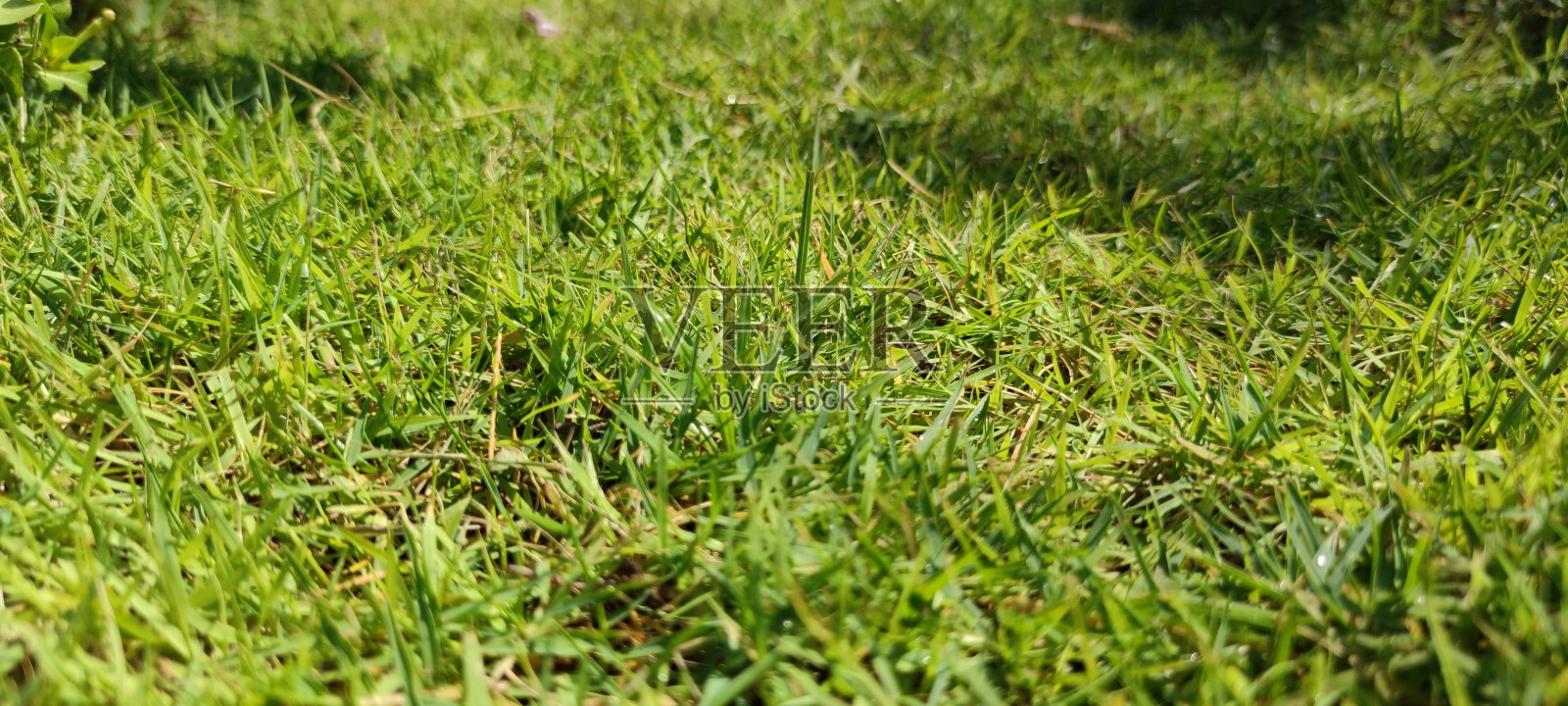 地上有绿色的草。照片摄影图片