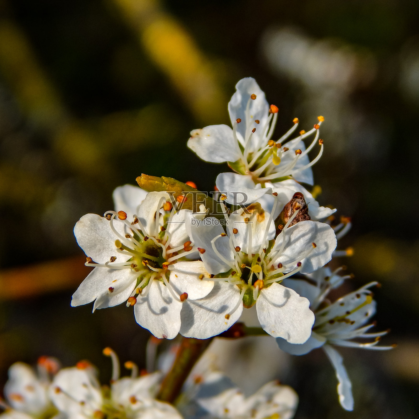 灌木和树上开白色的花照片摄影图片