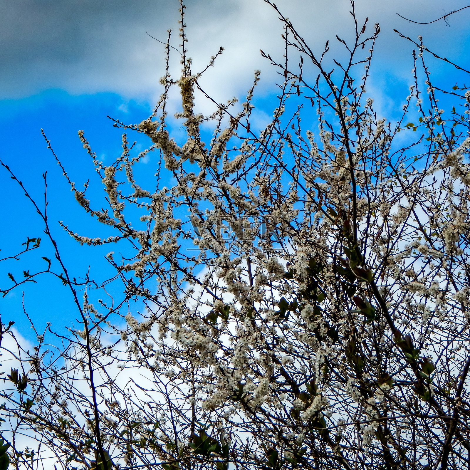 灌木和树上开白色的花照片摄影图片