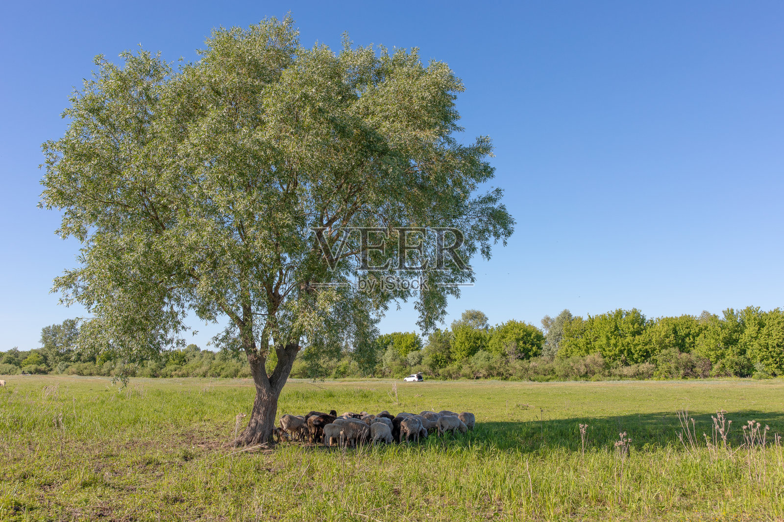 一小群羊照片摄影图片
