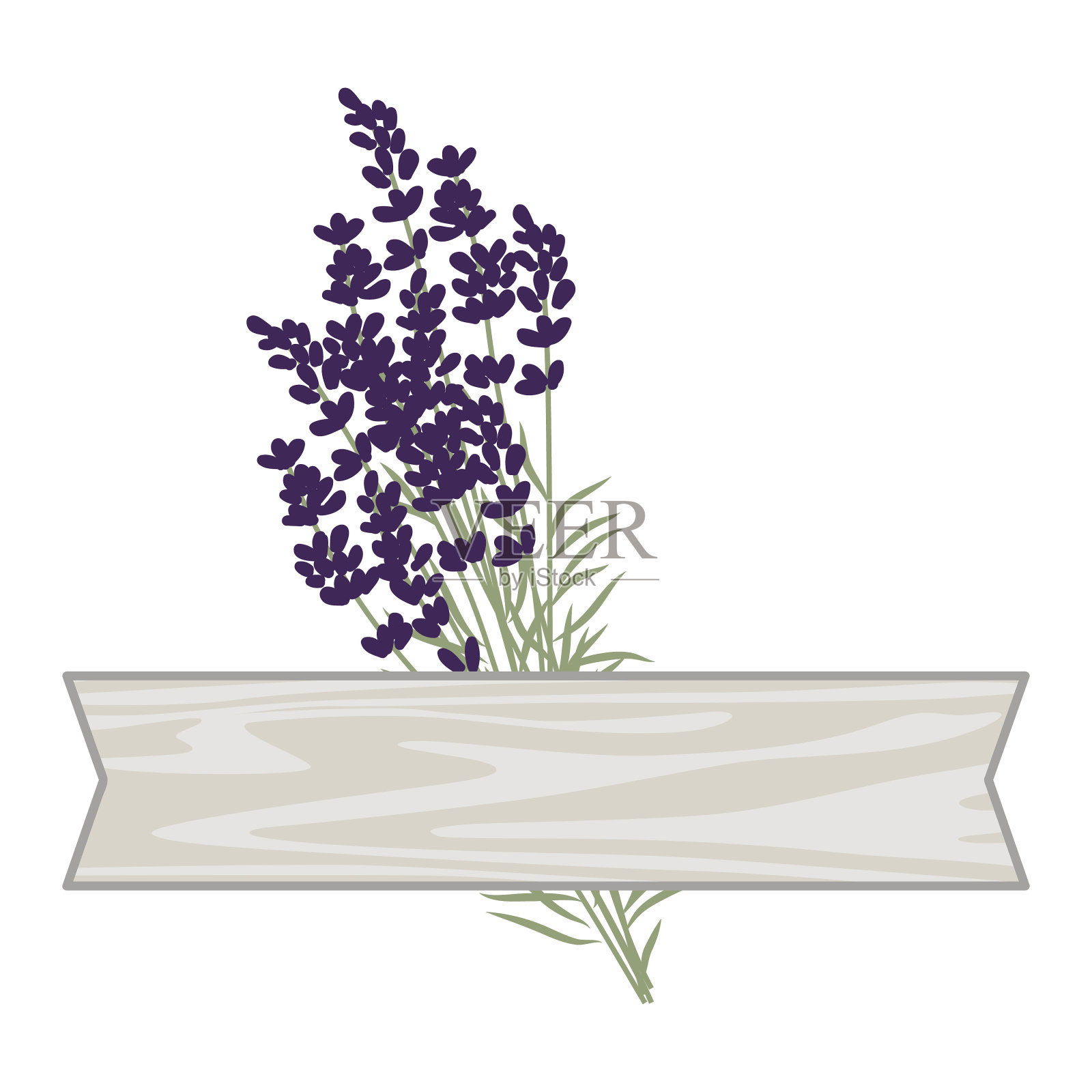 薰衣草插画图片素材