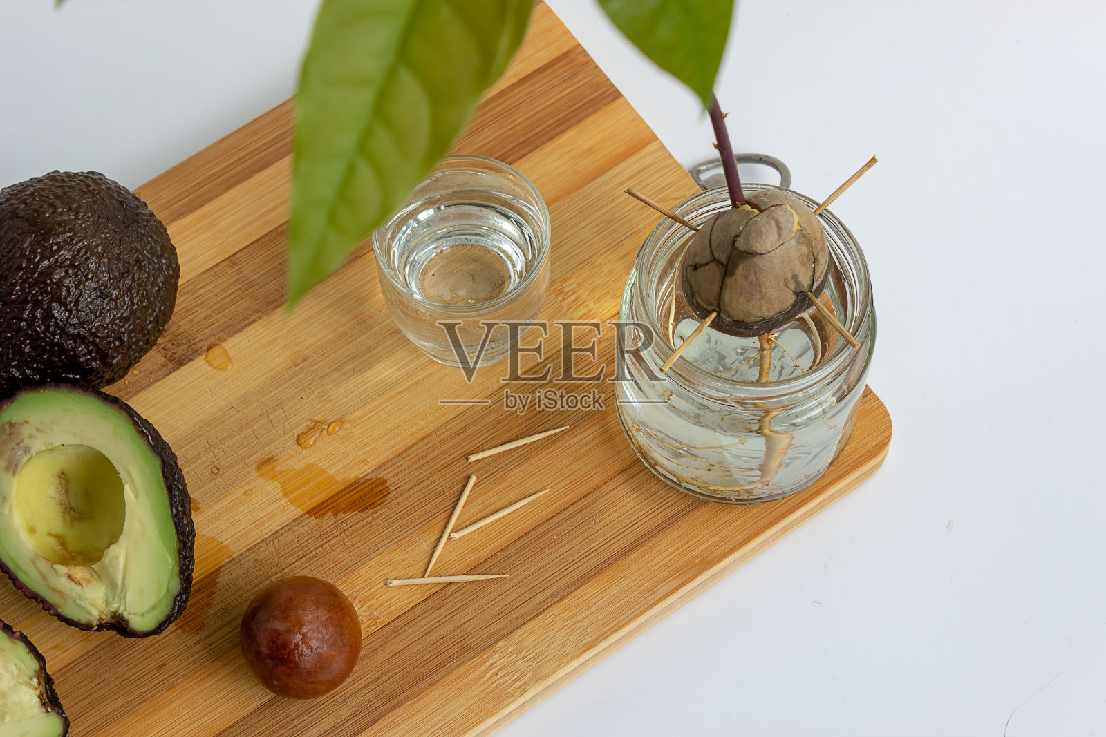 在家用种子种鳄梨。照片摄影图片