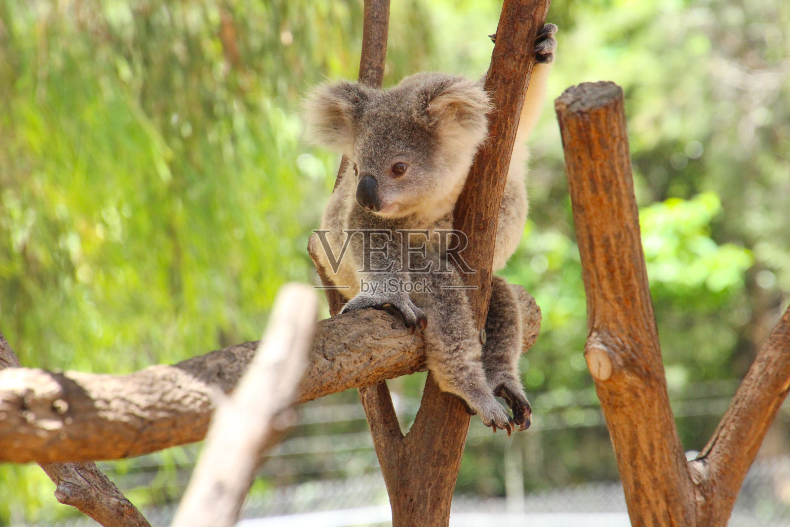小树袋熊抱着树枝坐在树上，向一边看照片摄影图片