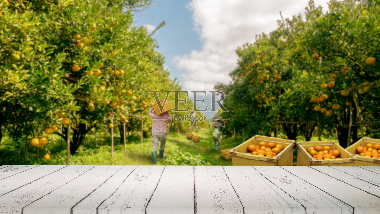 橘子农场准备收获了照片摄影图片