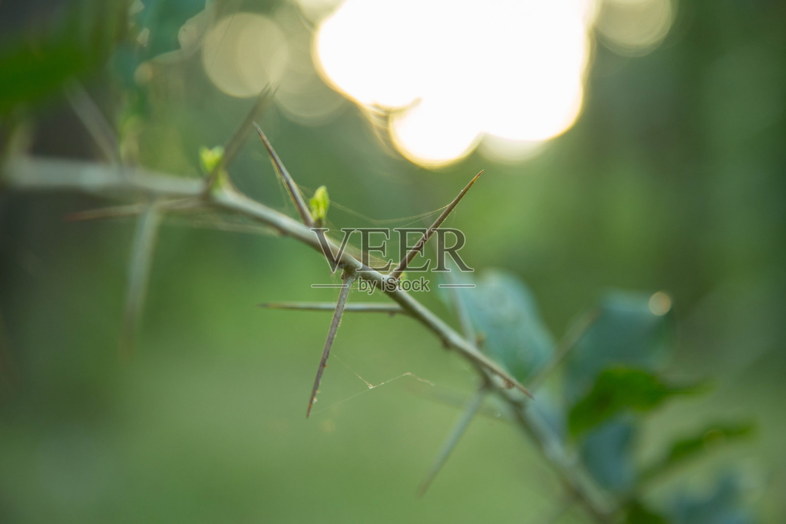 复古的花的背景。田野野花在模糊的背景照片摄影图片