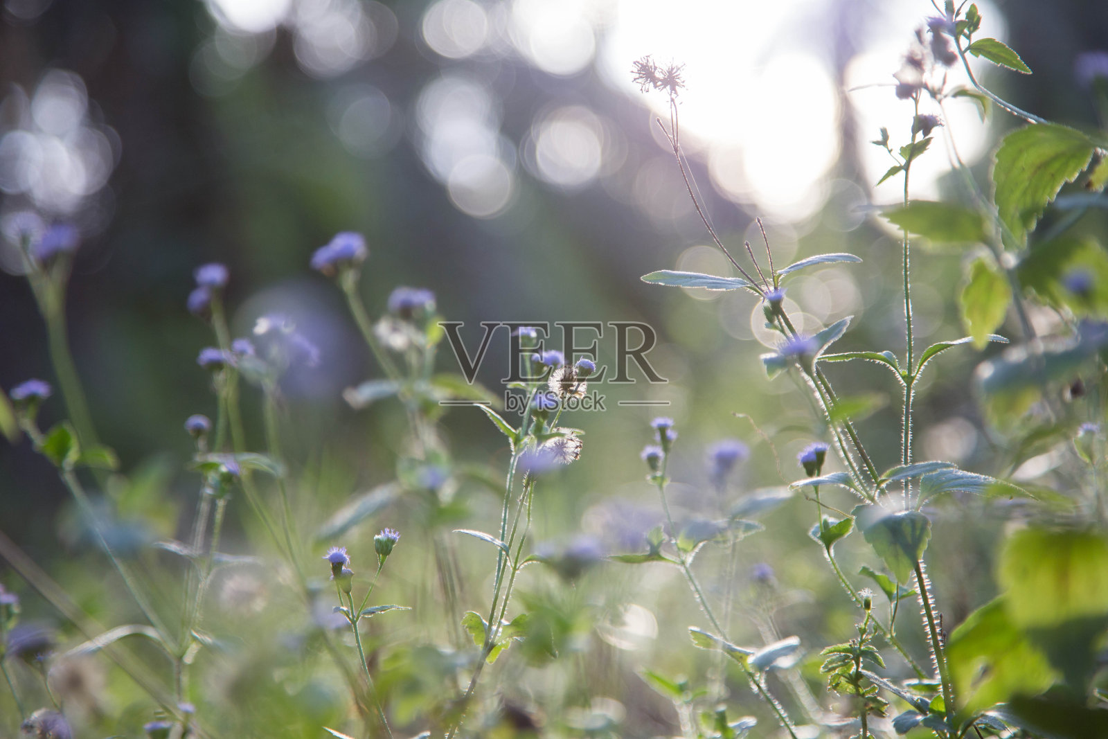 复古的花的背景。田野野花在模糊的背景照片摄影图片