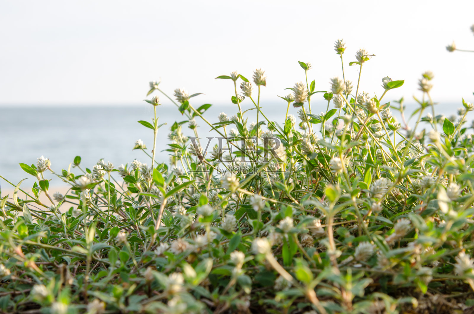 珍稀濒危物种花卉在美丽的亚洲海岸线，泰国照片摄影图片