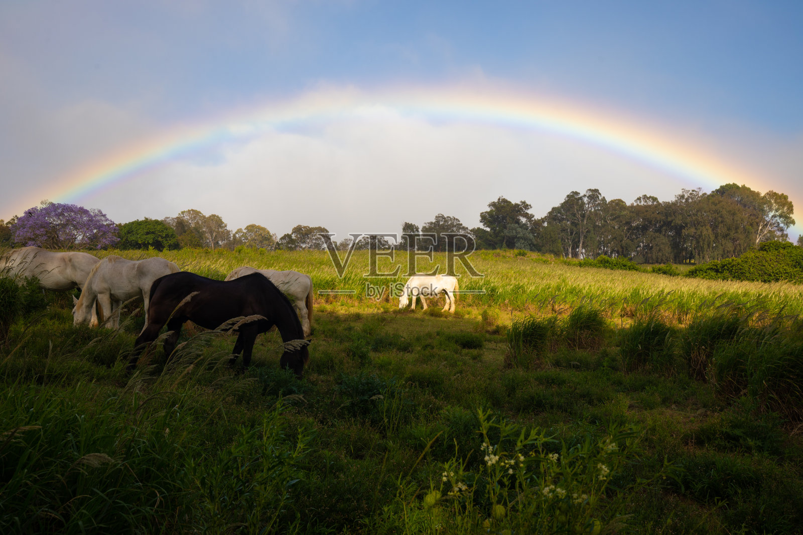彩虹越过马场照片摄影图片