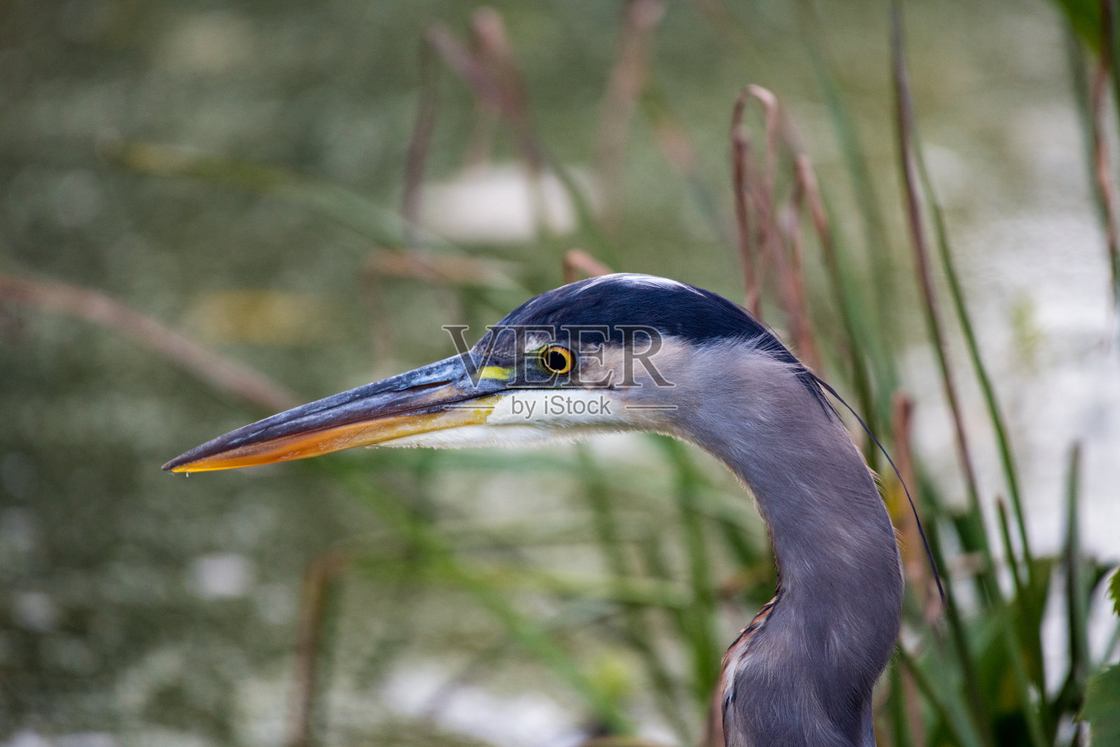 大蓝鹭在加拿大捕鱼照片摄影图片