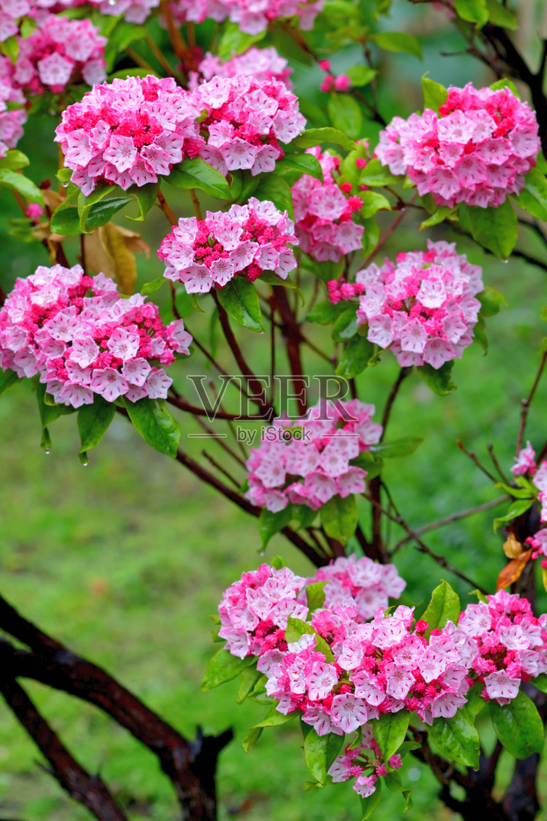 阔叶树/山桂花照片摄影图片