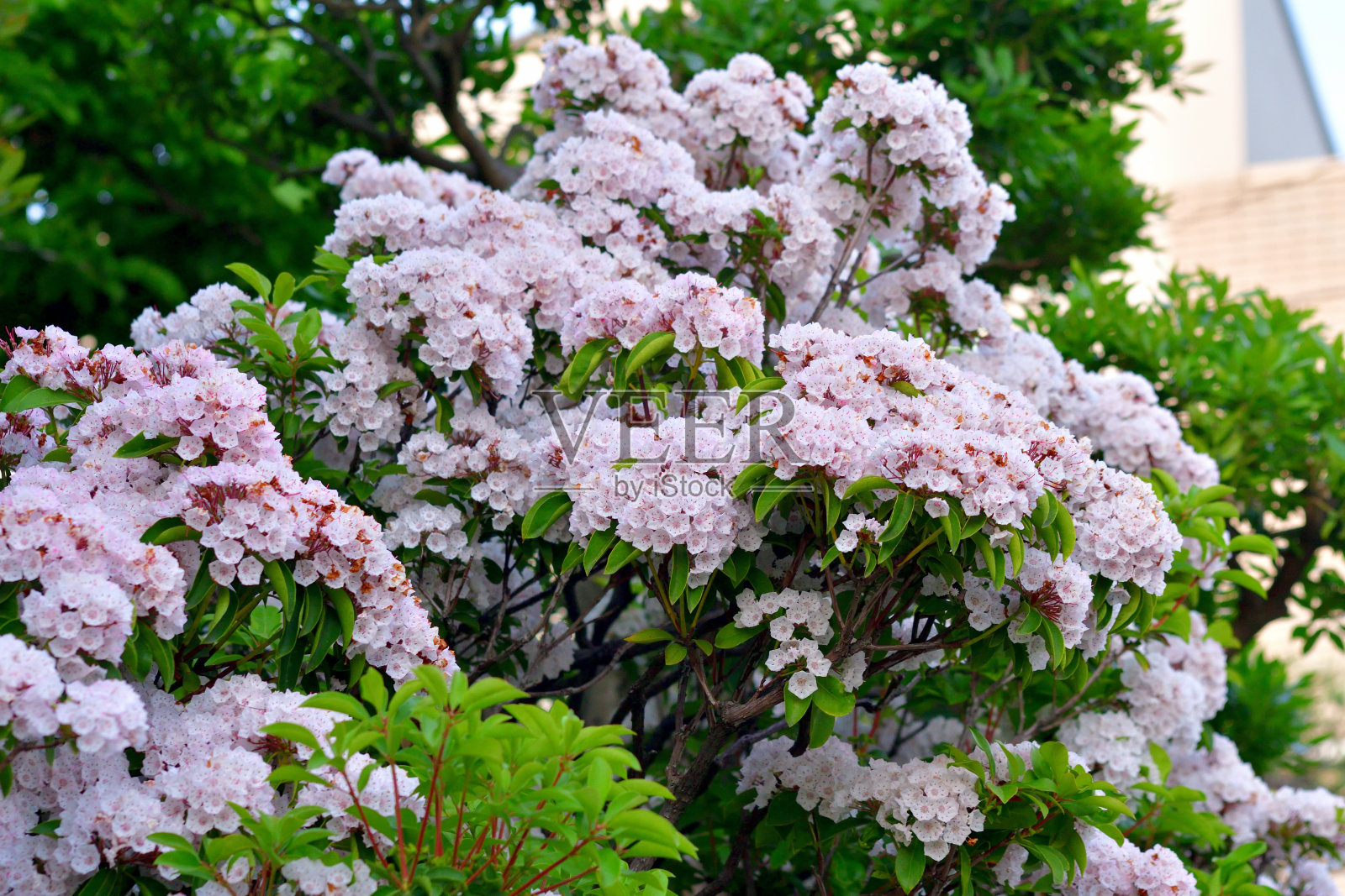 阔叶树/山桂花照片摄影图片