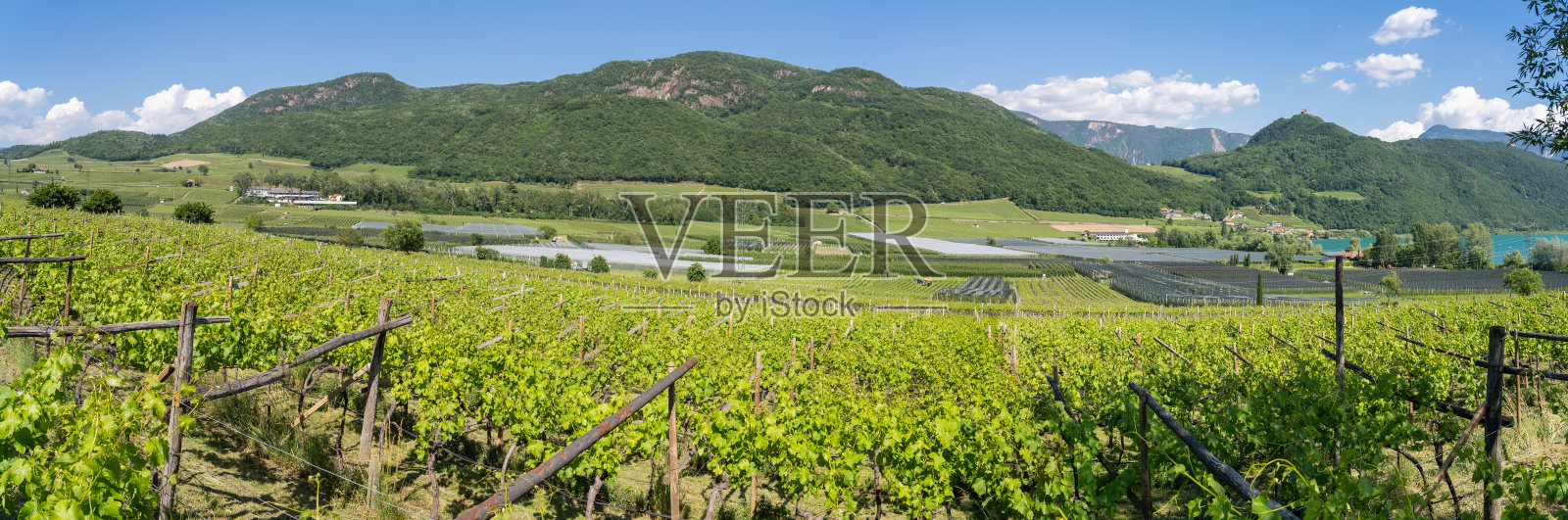 意大利特伦蒂诺上阿迪杰葡萄园令人惊叹的风景。葡萄酒的路线。自然的比赛。成排的葡萄园。南提洛尔葡萄酒文化照片摄影图片