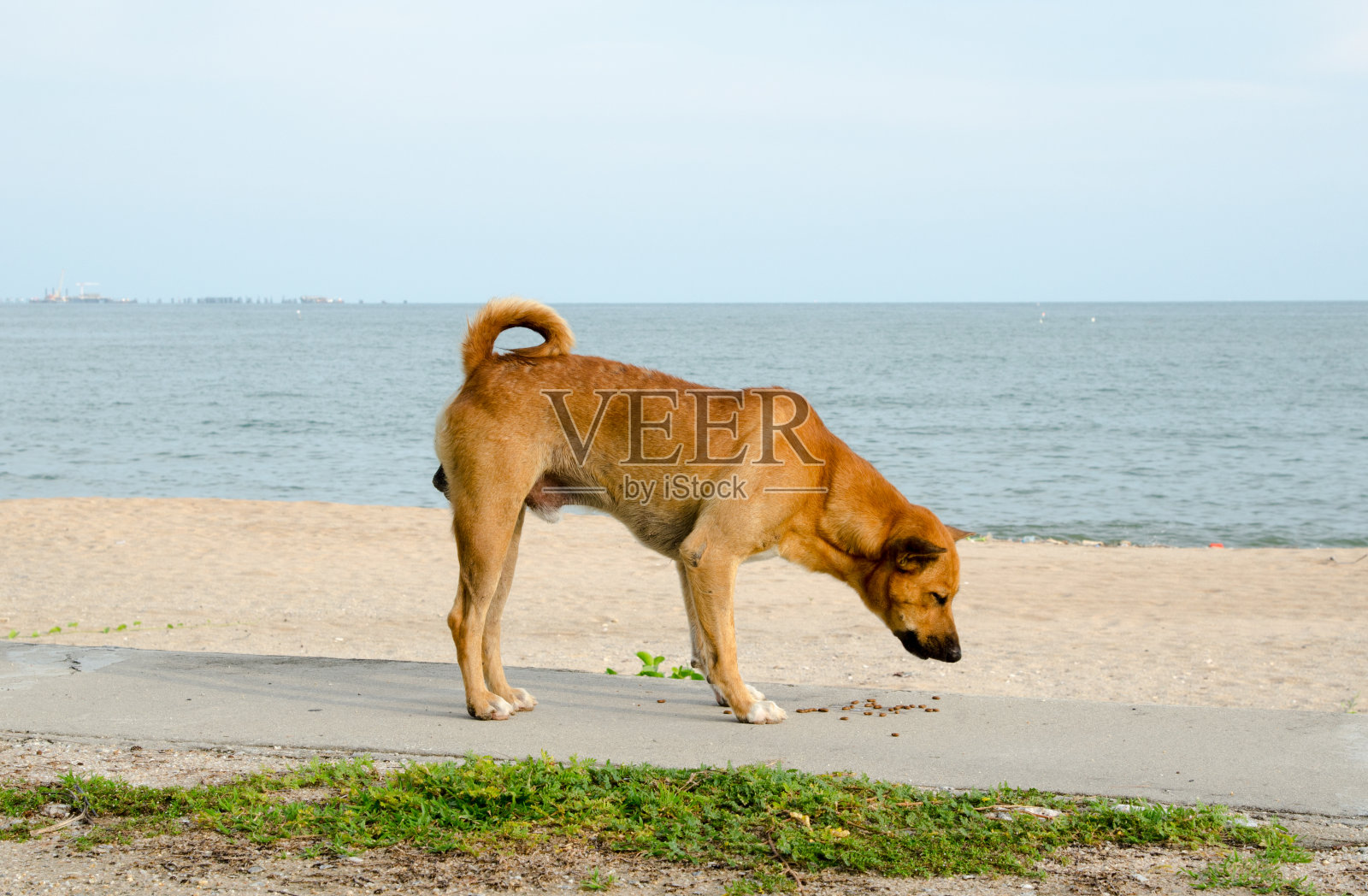 狗在海边吃东西照片摄影图片