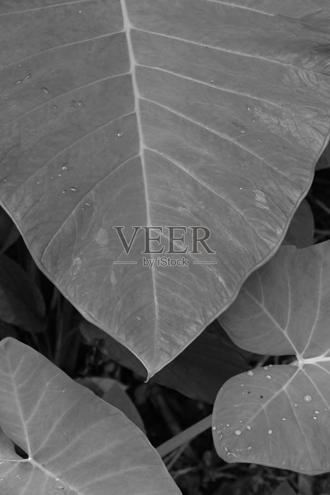 这张照片是一张近距离拍摄的花的黑白照片照片摄影图片