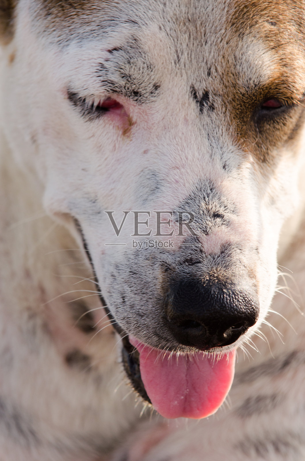 一只狗在摆姿势。伸出舌头。海的背景照片摄影图片