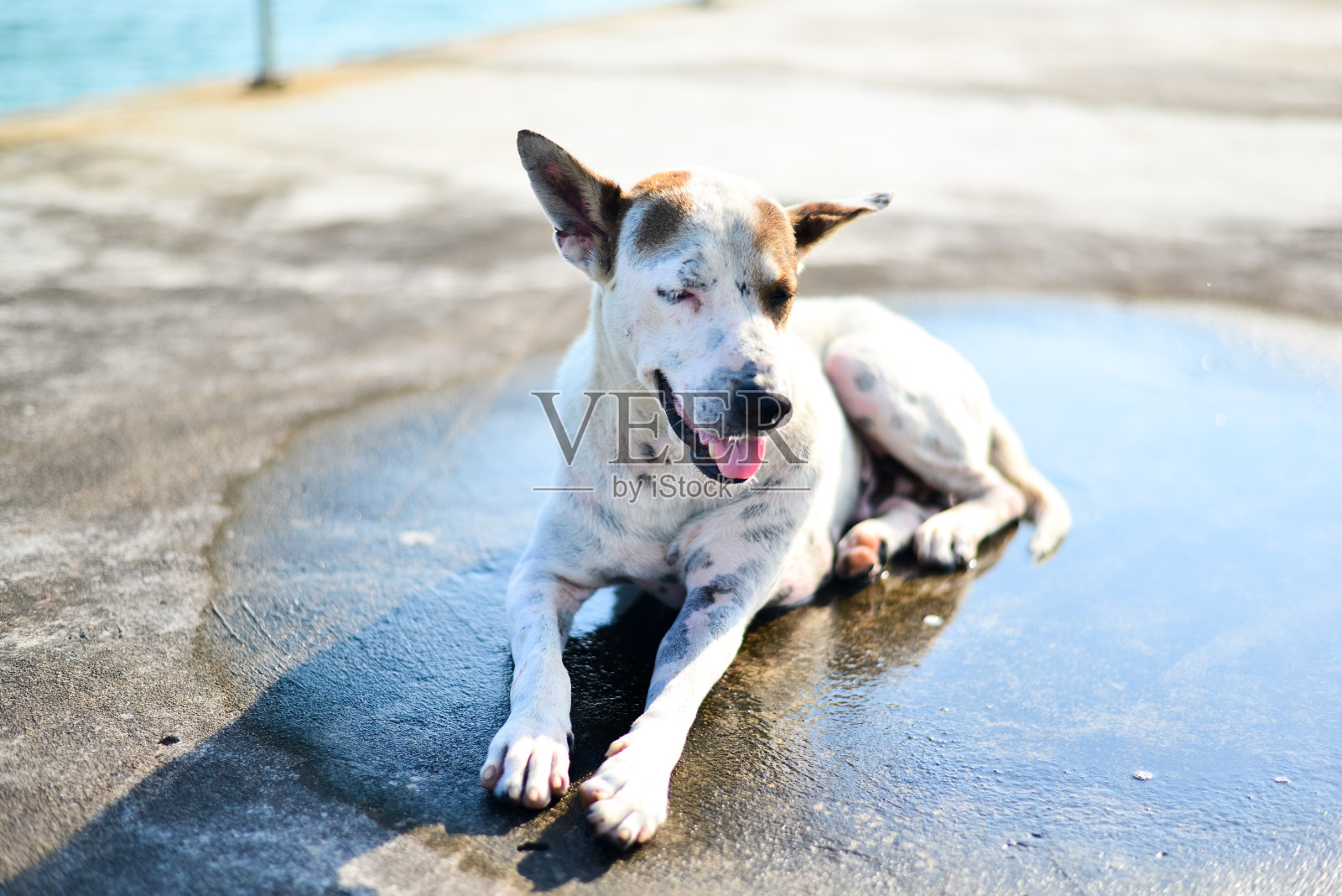 一只狗在摆姿势。伸出舌头。海的背景照片摄影图片