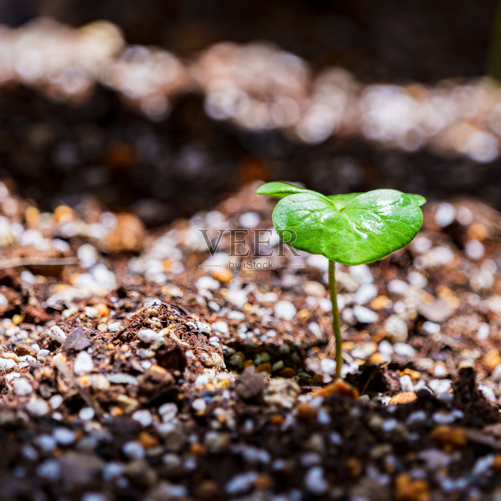 新生的棉花叶照片摄影图片