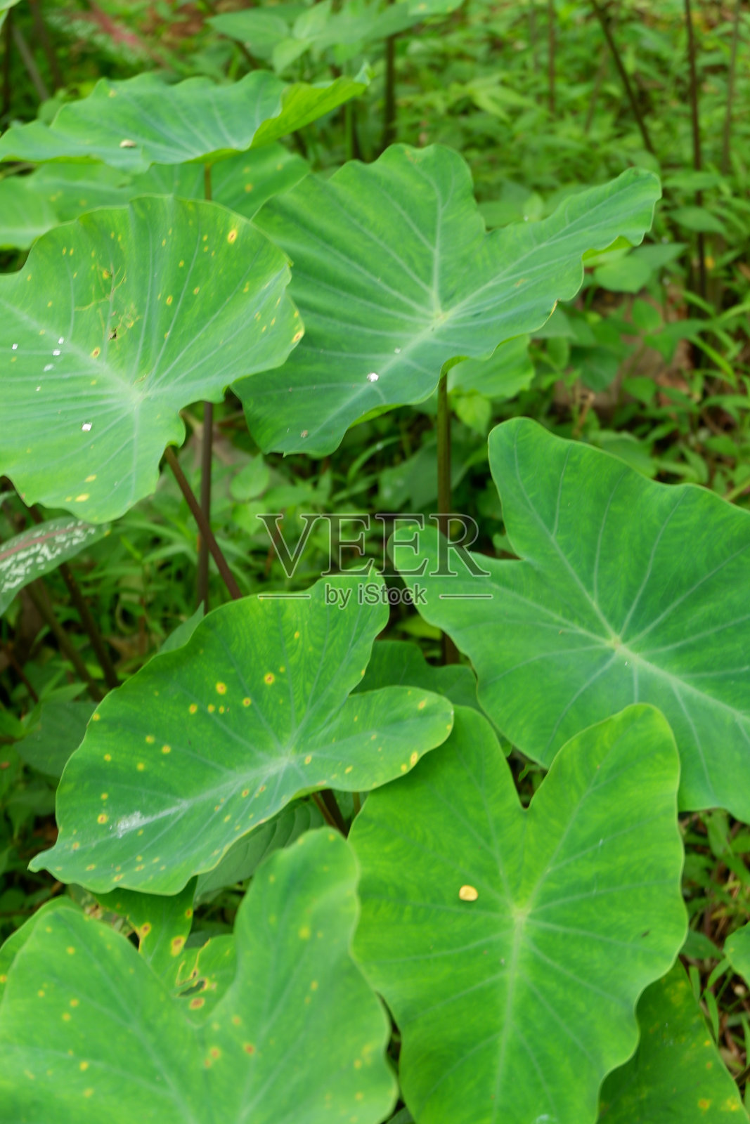 这张照片是我在我家附近的森林里拍的野生植物的照片。照片摄影图片
