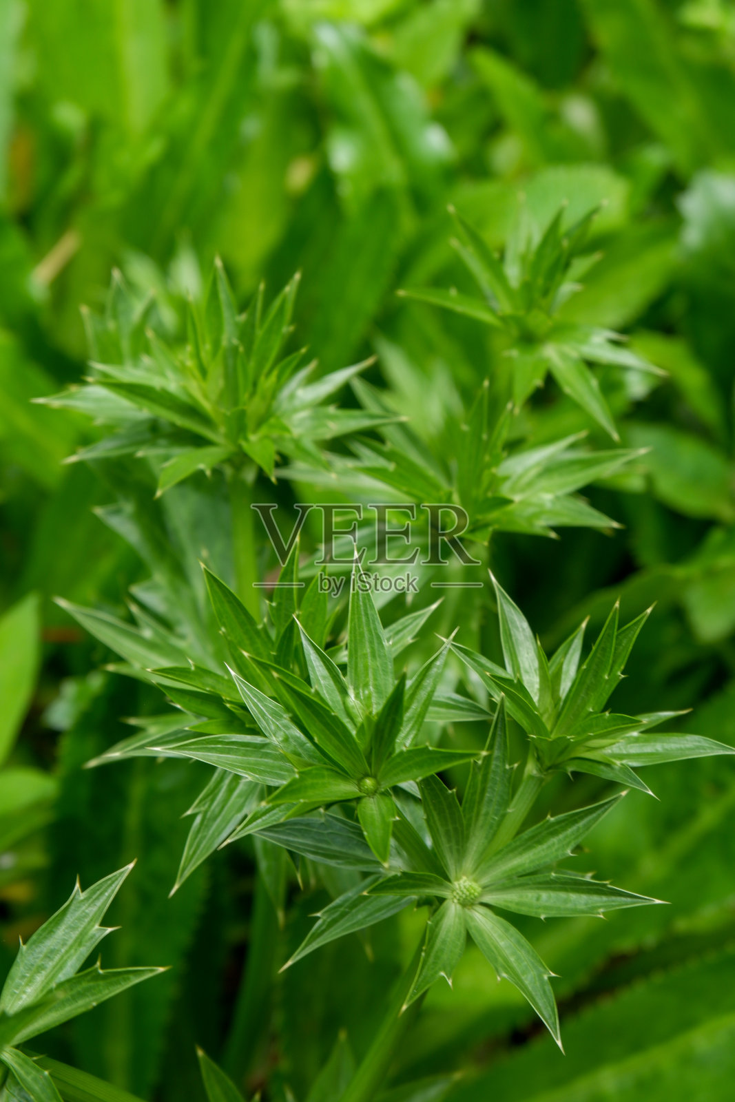 这张照片是我在我家附近的森林里拍的野生植物的照片。照片摄影图片