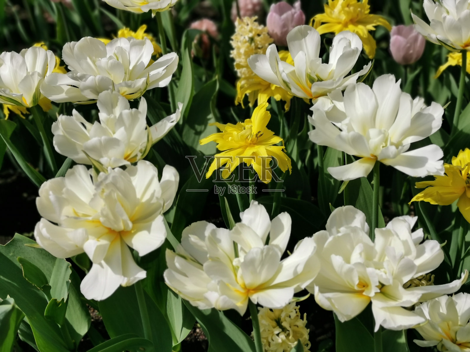 白色的重瓣郁金香，中间是黄色的，和其他郁金香一起在花坛上。圣彼得堡埃拉金岛的郁金香节。照片摄影图片