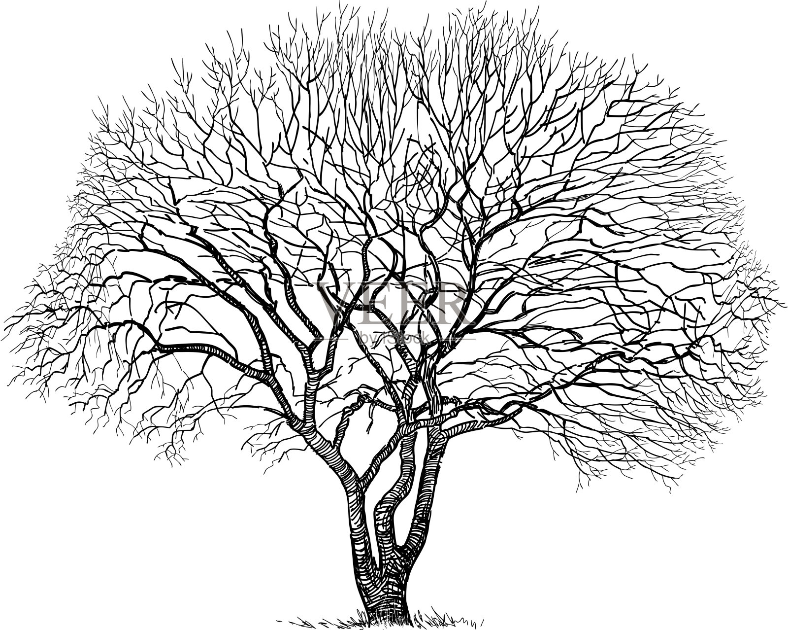 寒季秃老落叶树的写意剪影插画图片素材