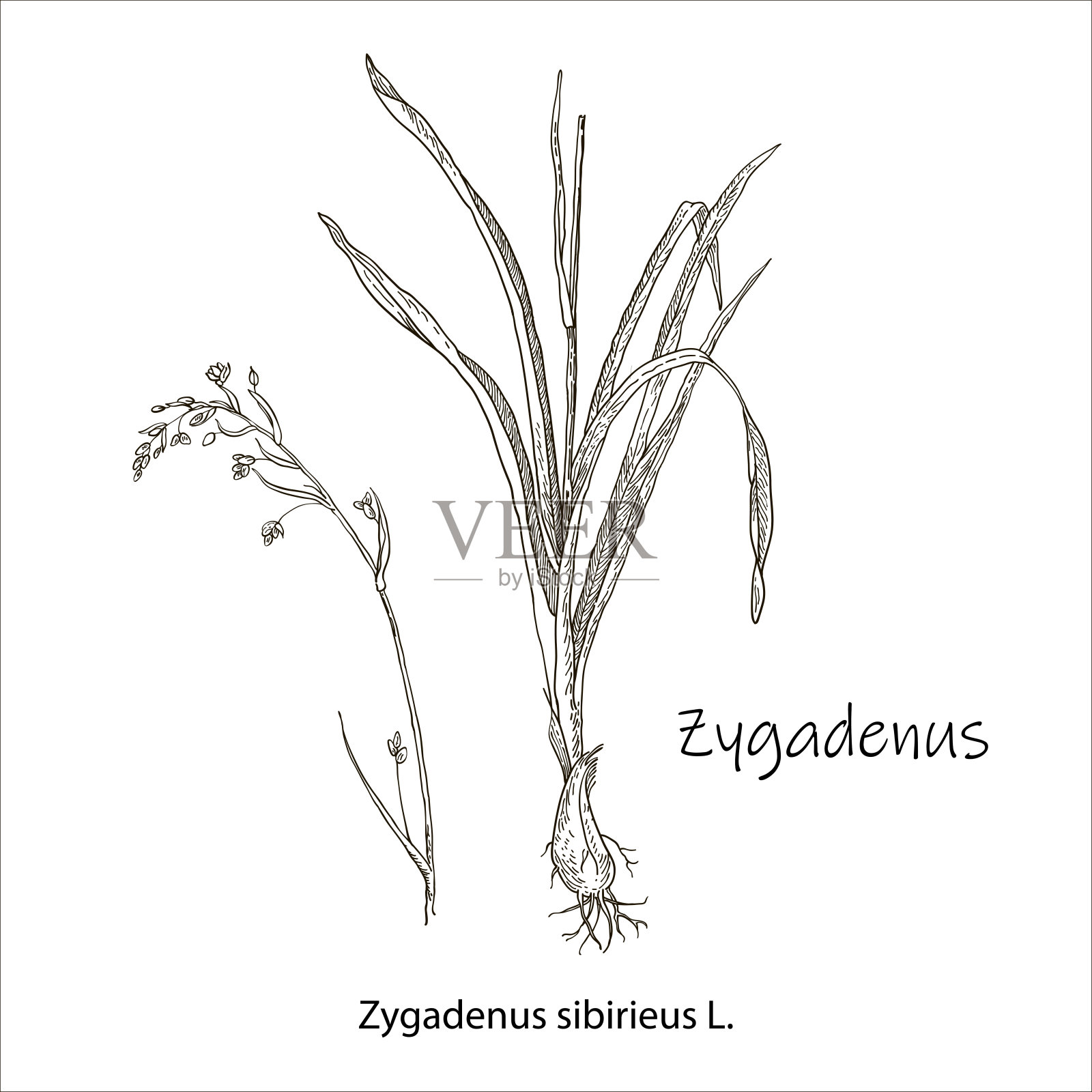 接合肌的轮廓图。一幅植物手绘。黑色和白色的花和叶。植物矢量插图。插画图片素材