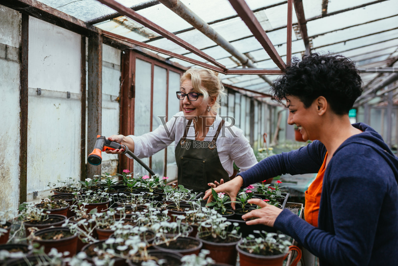 女人园艺照片摄影图片