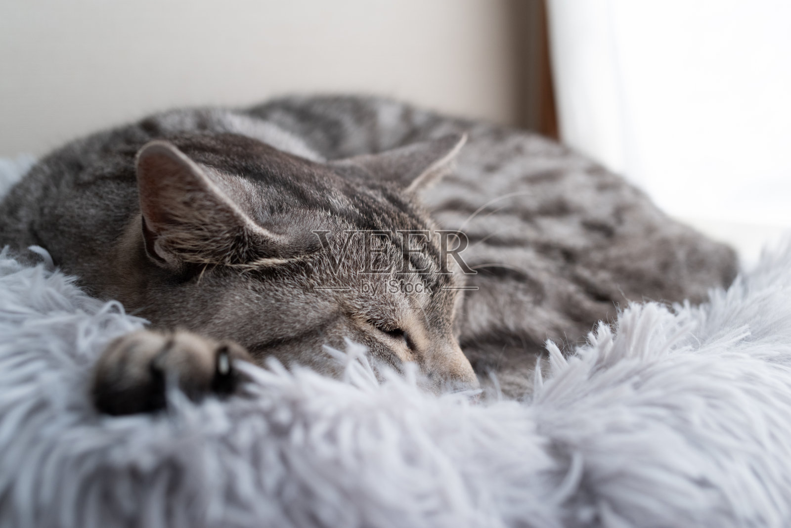 睡觉的猫照片摄影图片