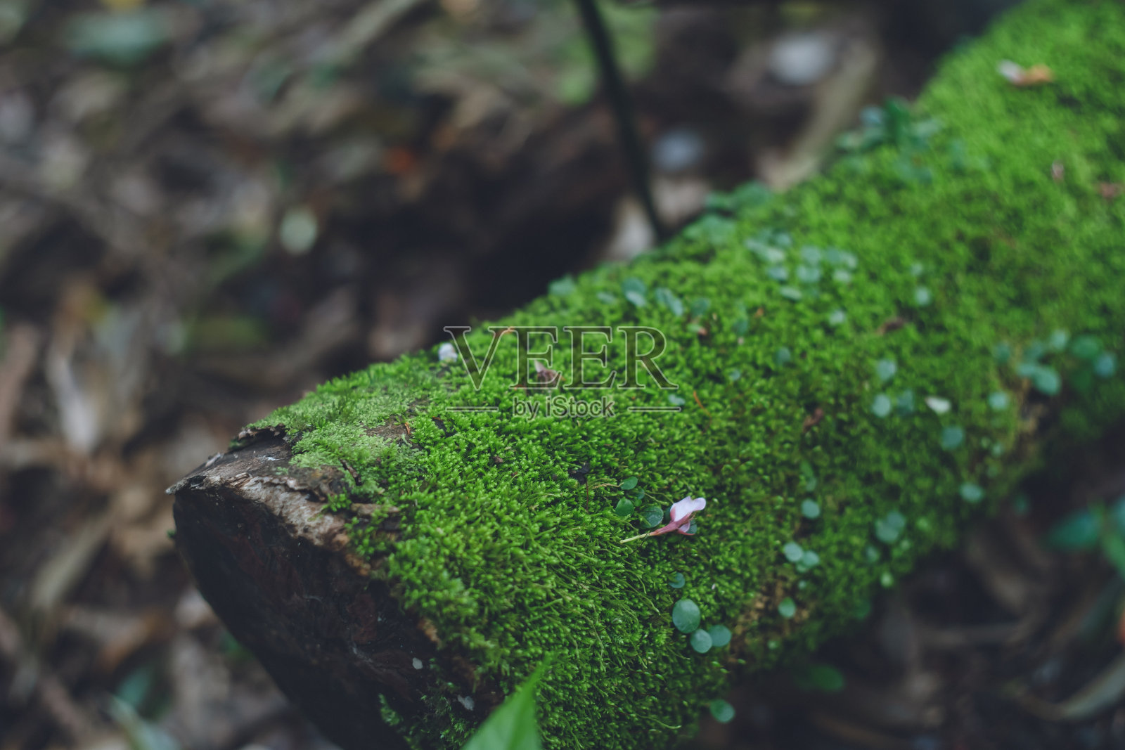 山路上一棵长满青苔的倒下的树照片摄影图片