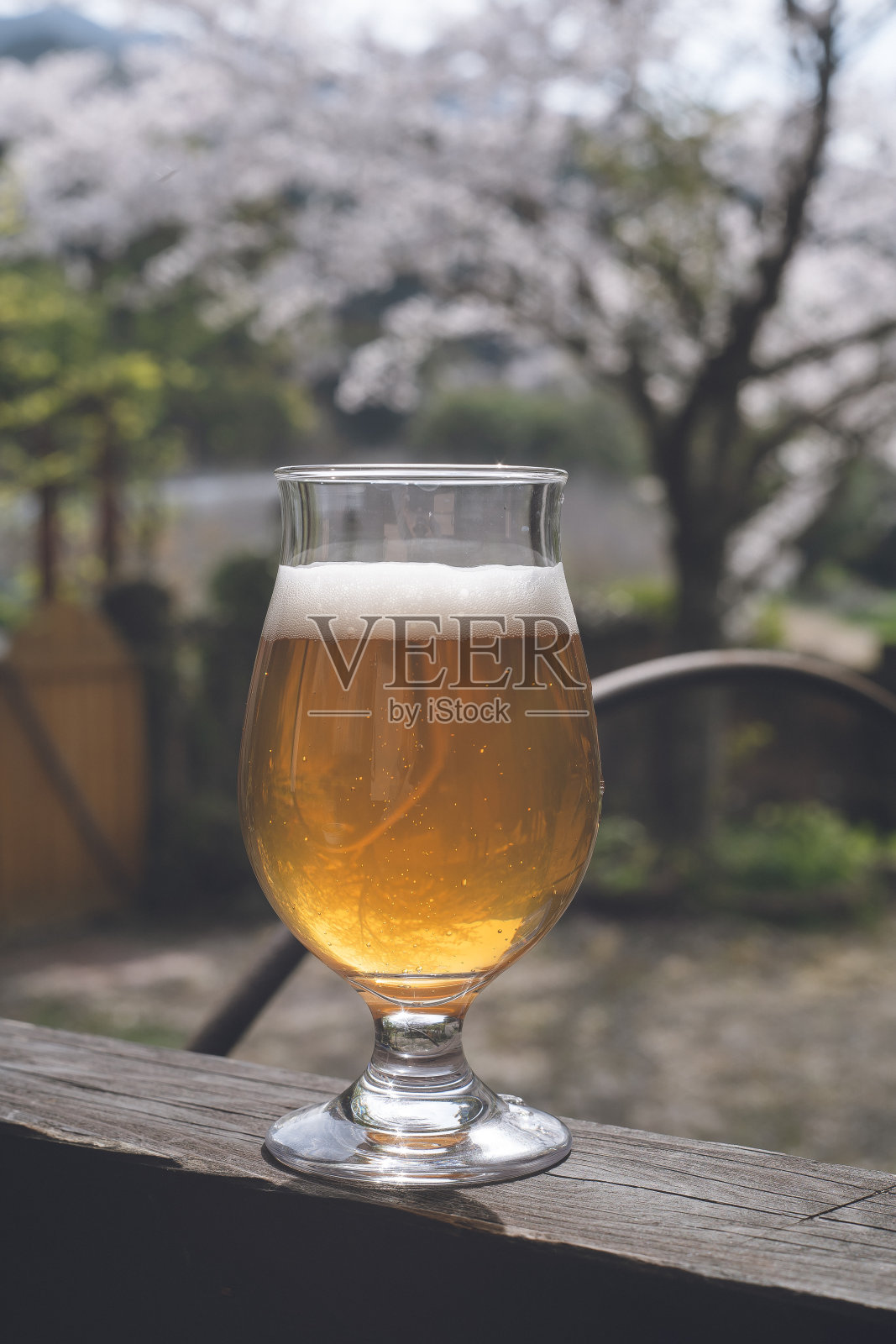 一个樱花树的花园，一杯啤酒，一杯祝酒。照片摄影图片