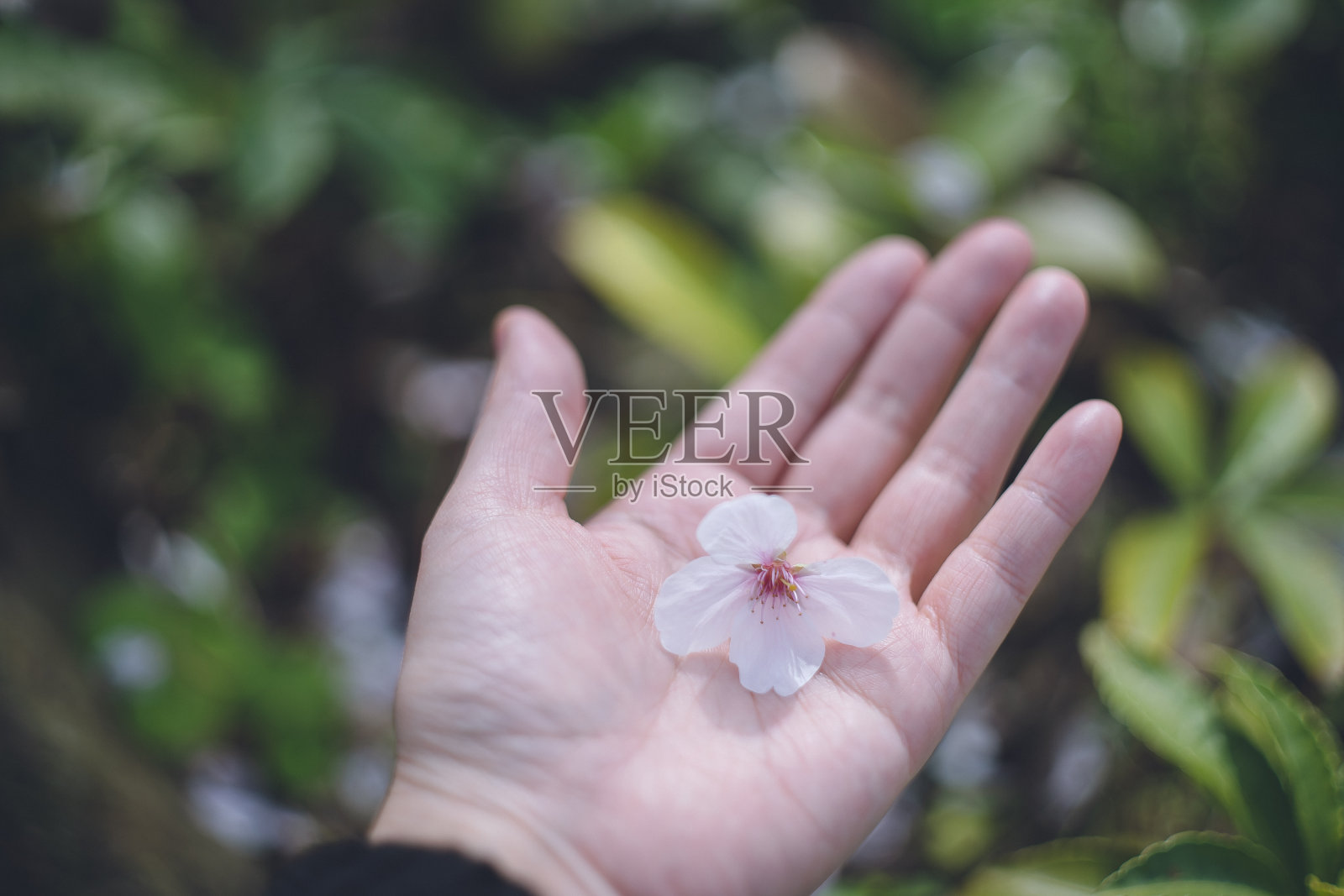 漫天的樱花，捧着落在绿色花园里的樱花照片摄影图片