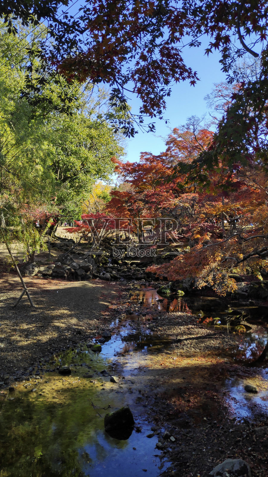红枫树，日本秋季季节照片摄影图片