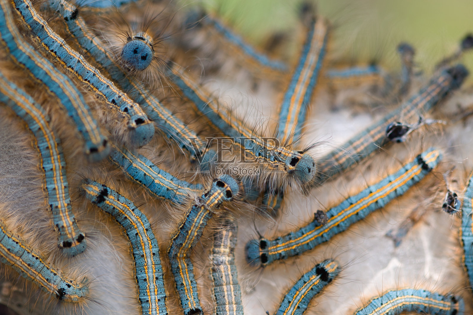 绢蛾毛虫在丝巢上照片摄影图片