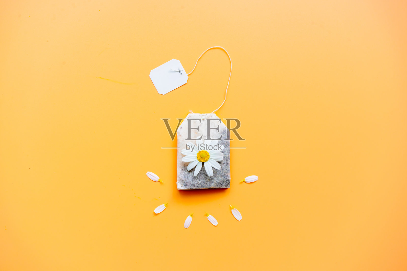 植物，自然，叶子，紫色，生长，俯视图照片摄影图片