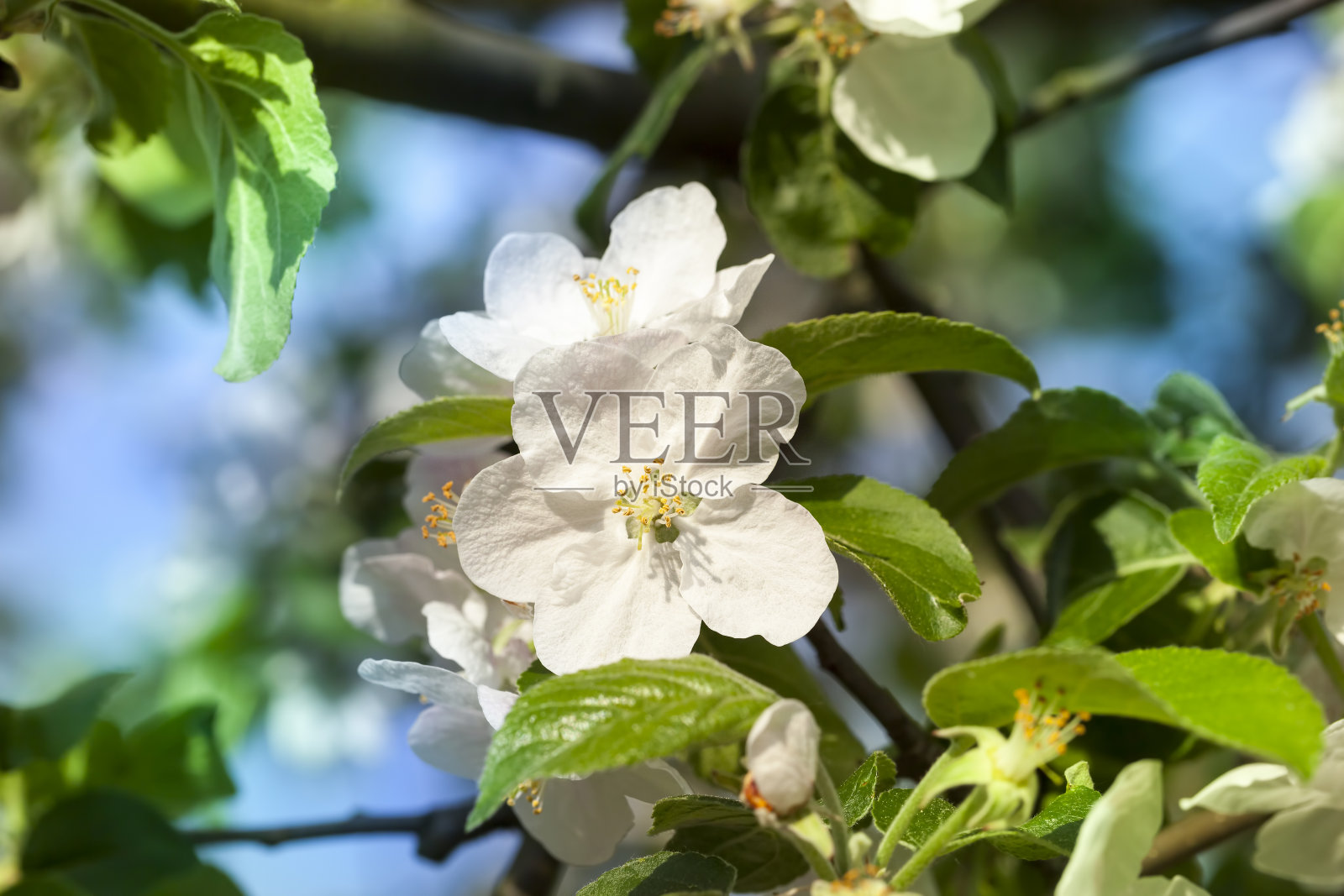 果园里开花的树木照片摄影图片