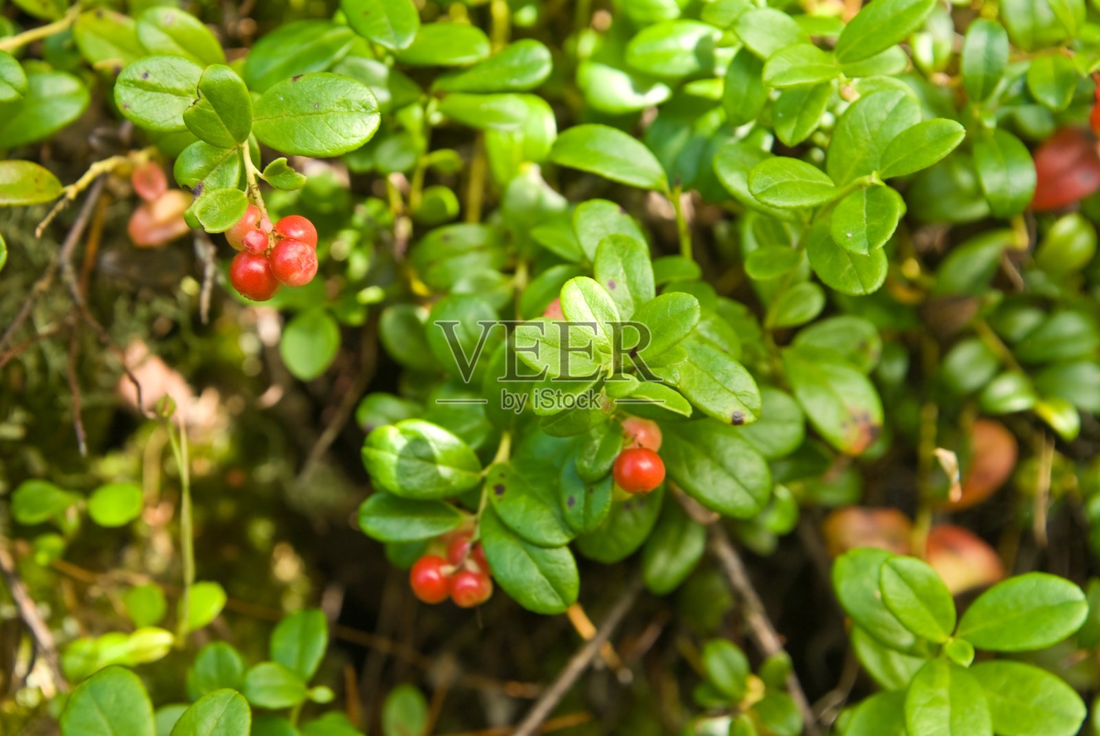 红色浆果照片摄影图片