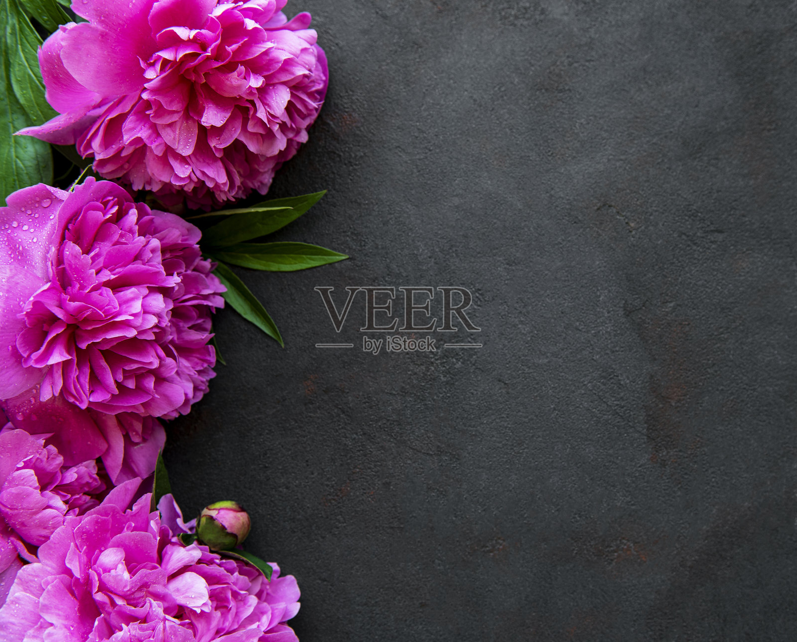牡丹花在黑色混凝土背景上照片摄影图片