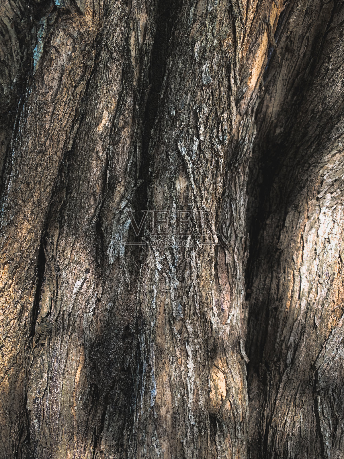 木照片摄影图片