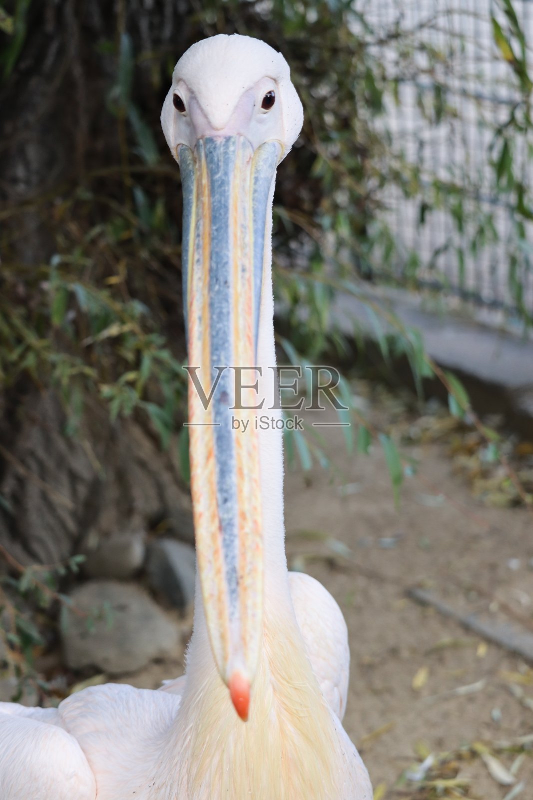 鹈鹕照片摄影图片