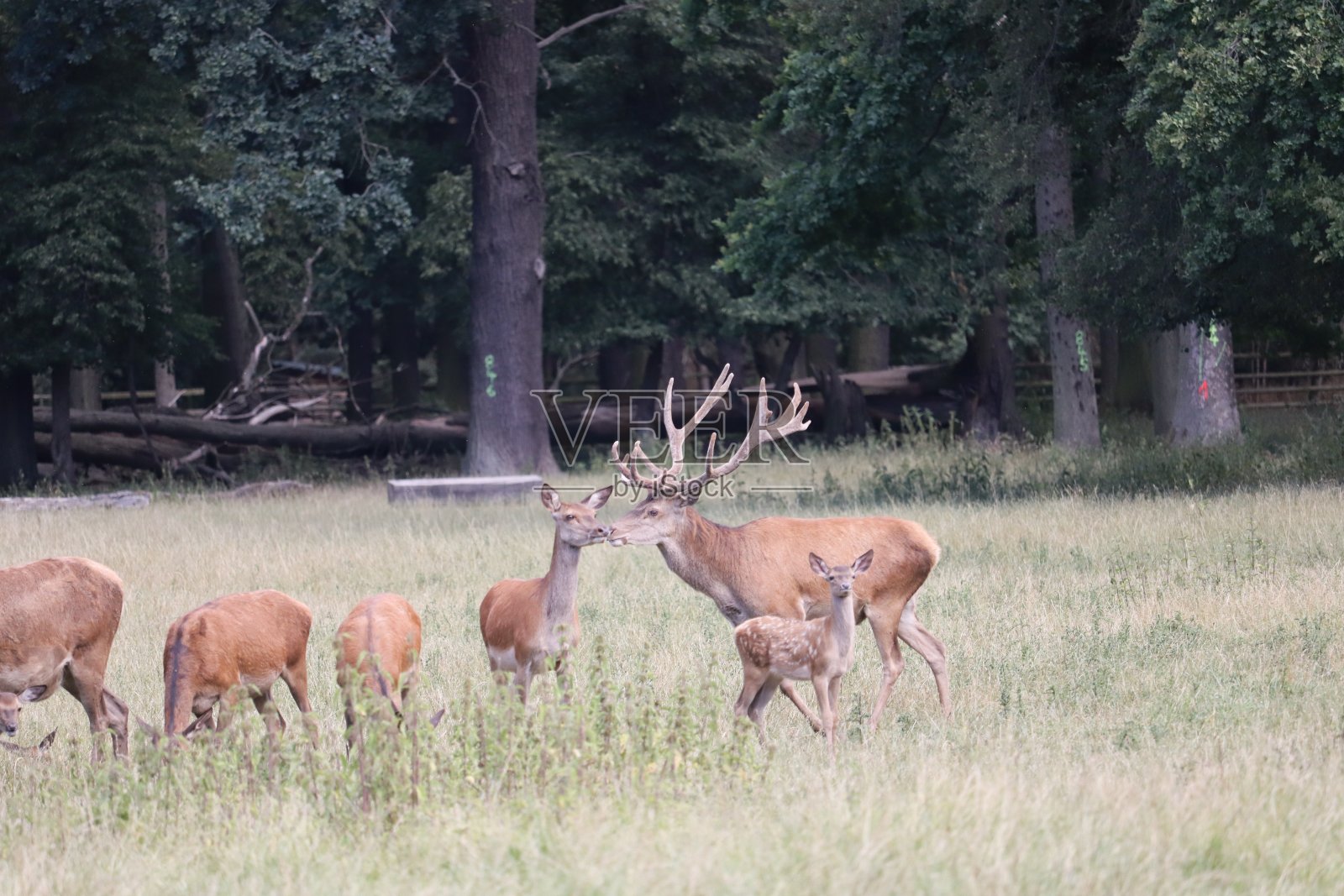 小鹿照片摄影图片