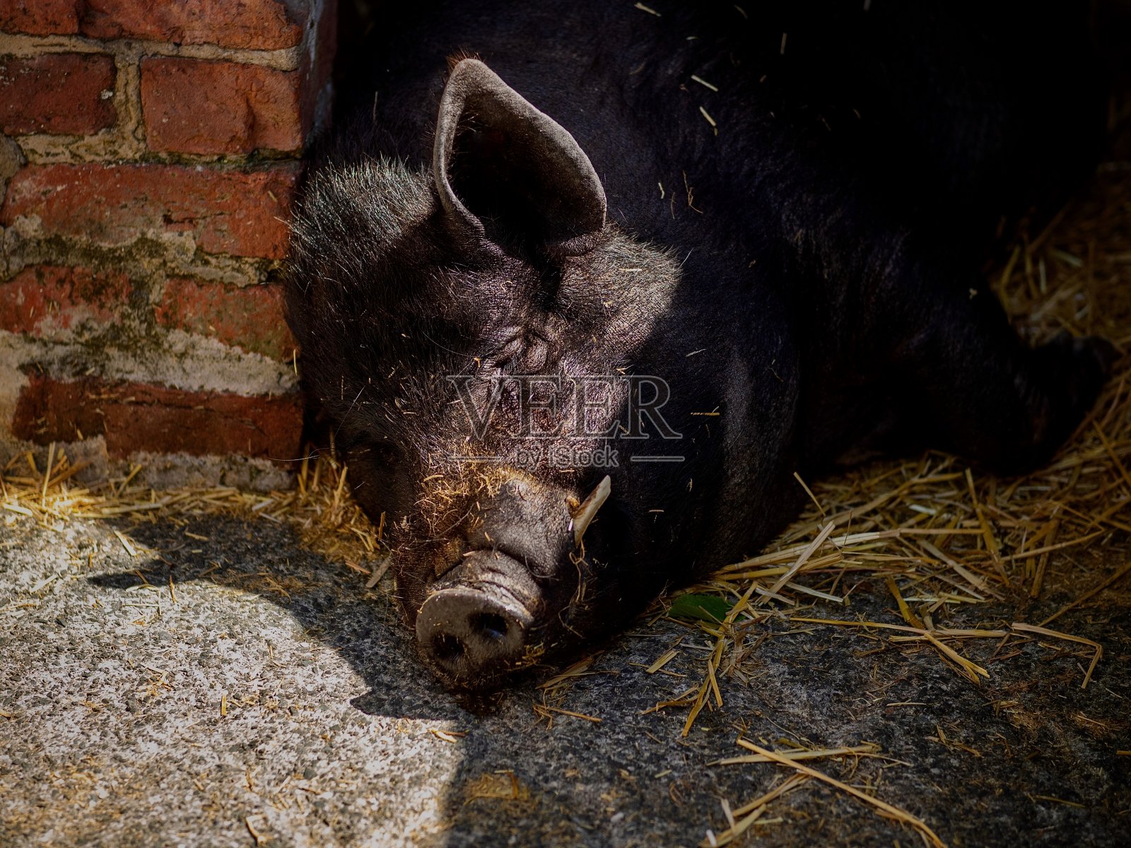 黑猪照片摄影图片