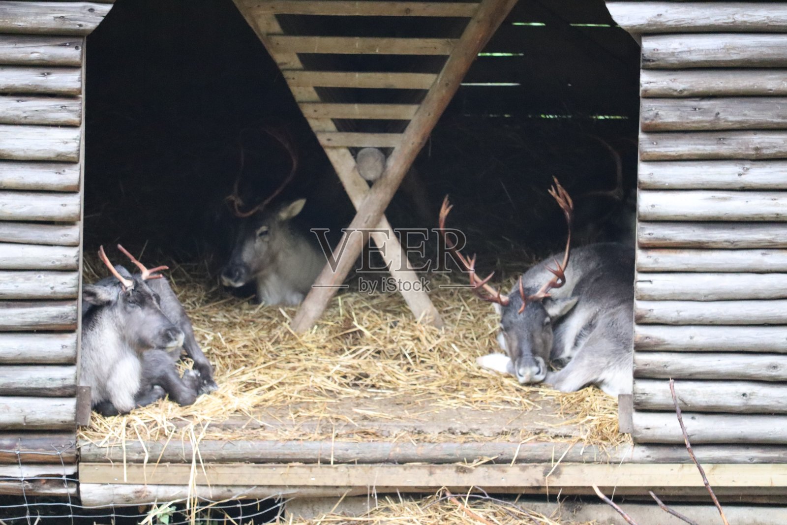 驯鹿照片摄影图片