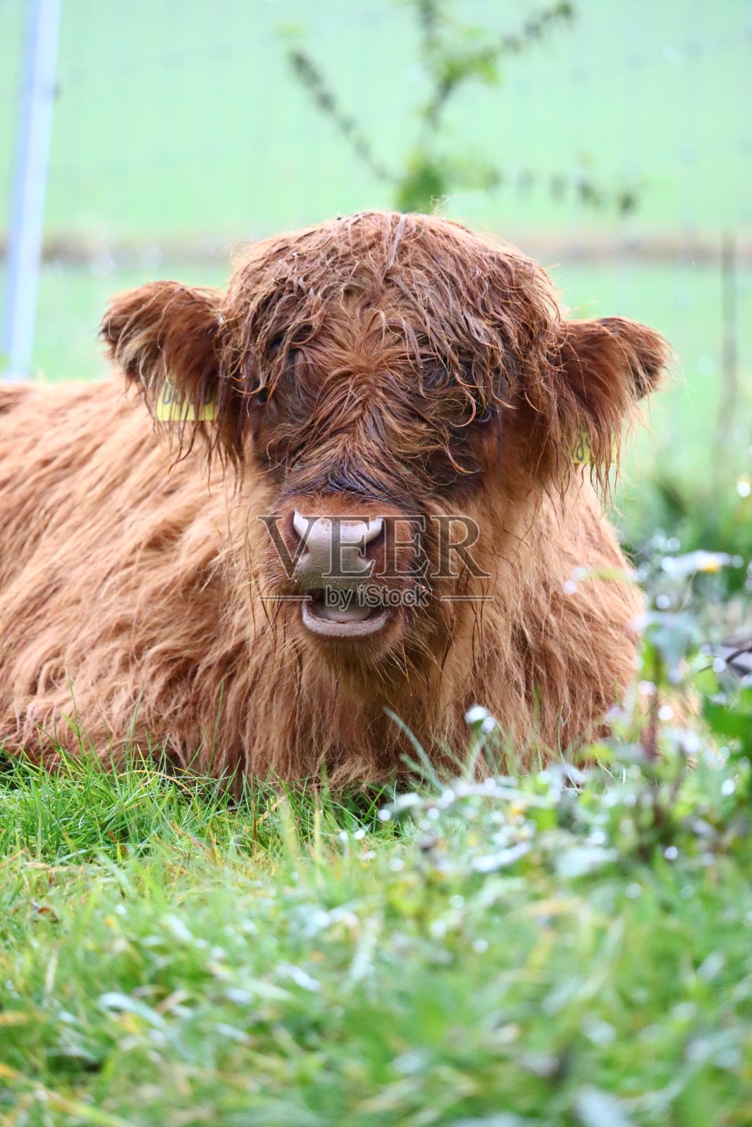 霍赫兰德林德照片摄影图片