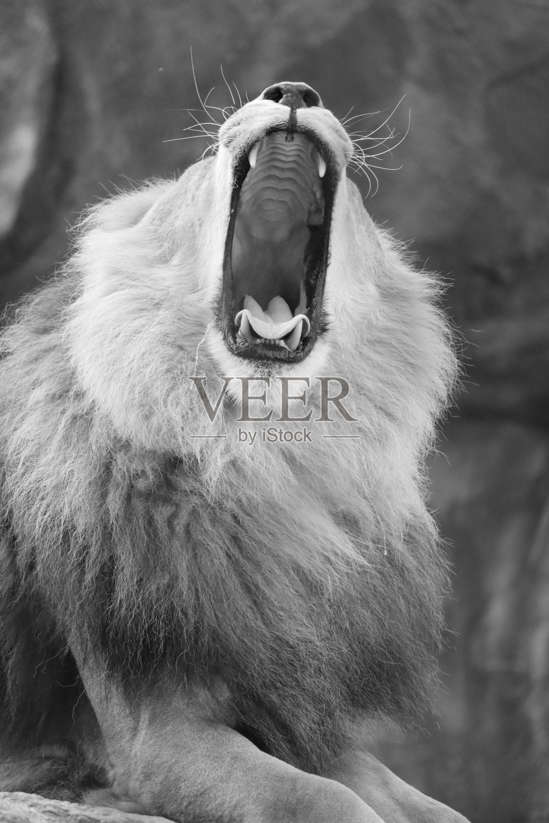 狮子照片摄影图片