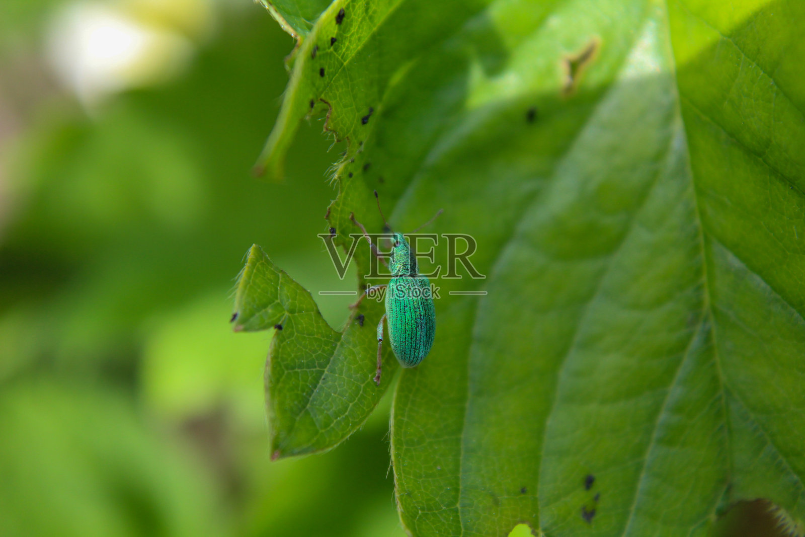 象鼻虫照片摄影图片