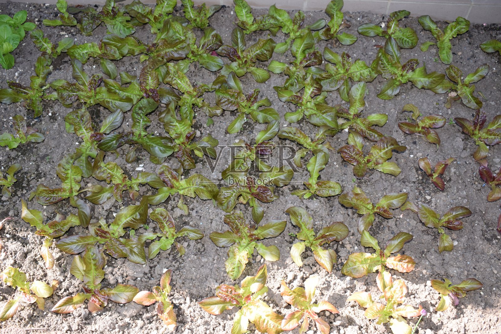 生菜的植物照片摄影图片