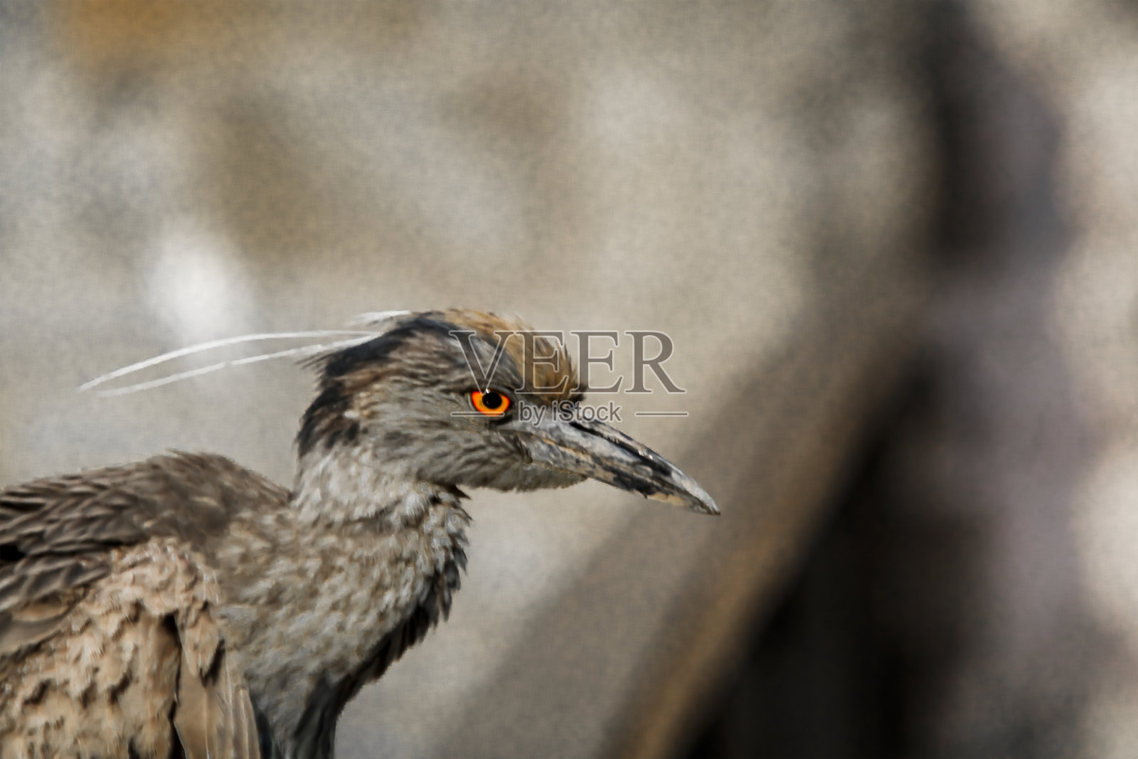 黑冠休伦的特写照片摄影图片