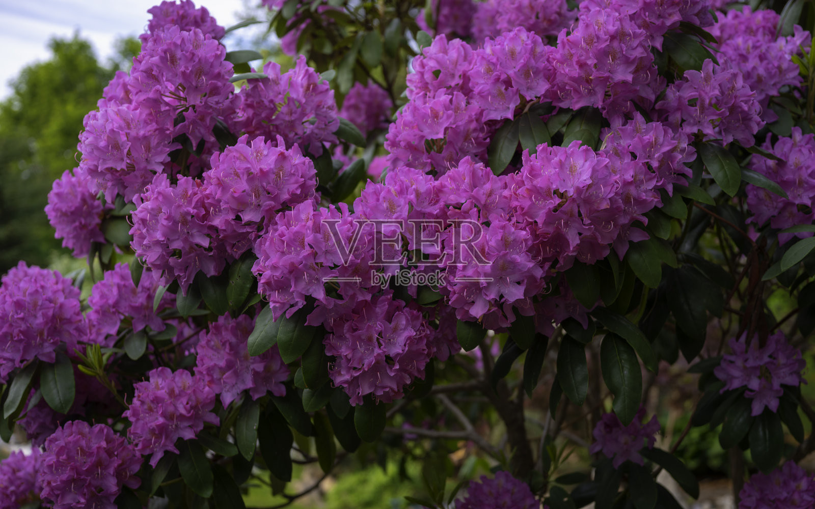 杜鹃花丛中盛开近。有绿色叶子的粉红色大花头。照片摄影图片